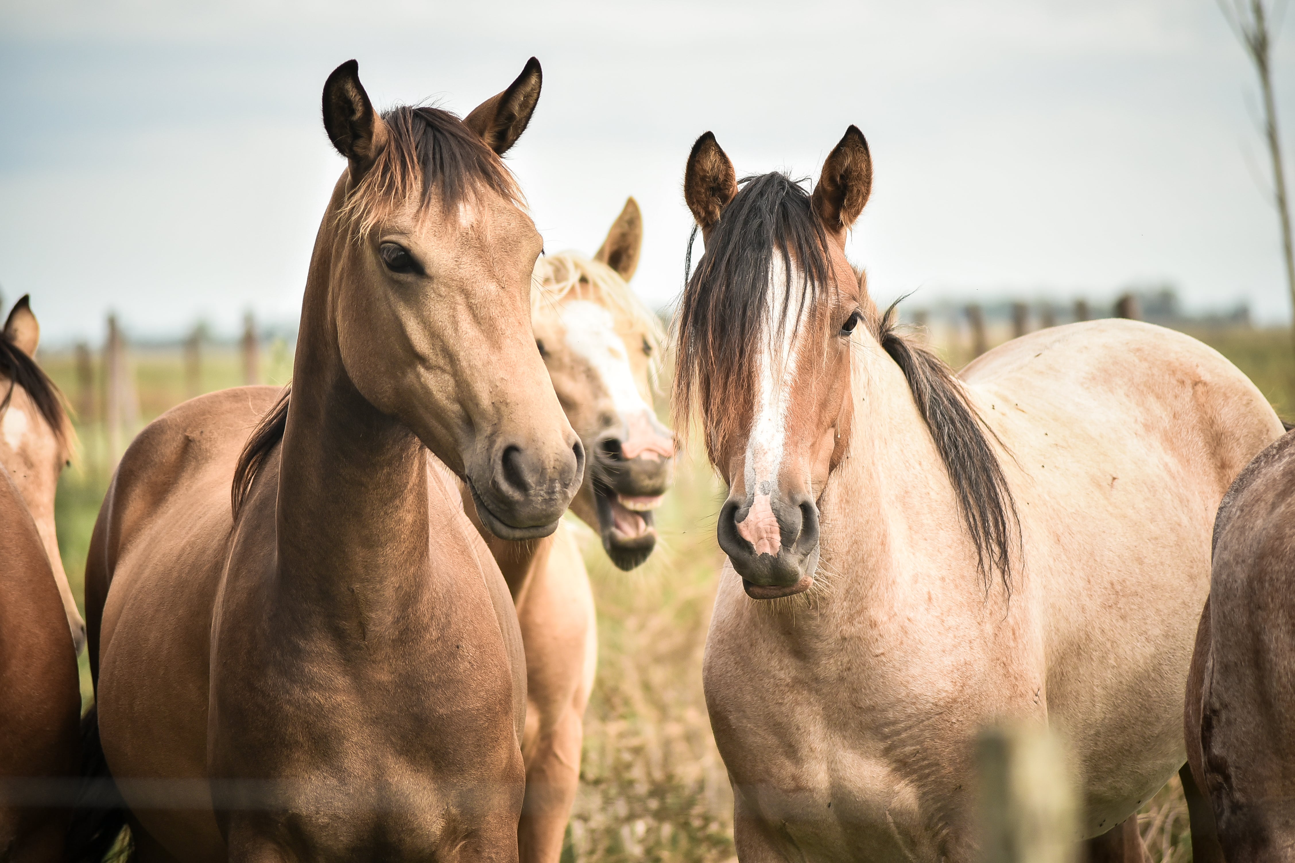 Turismo Rural: Caballos Criollos y Pampa Argentina