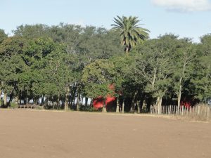 Caballos Criollos San Antonio.