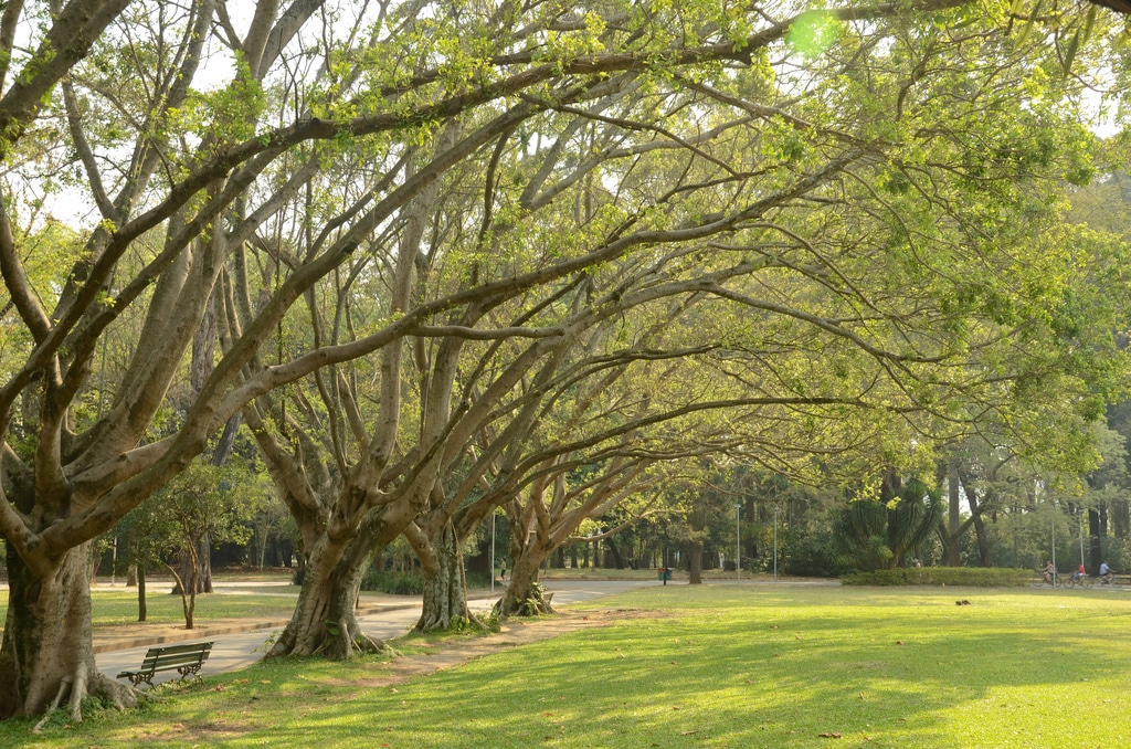 Parque de Ibirapuera en São Paulo