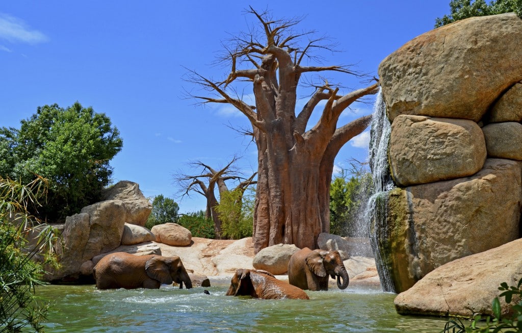 Visita al Bioparc de Valencia (Parte 1)