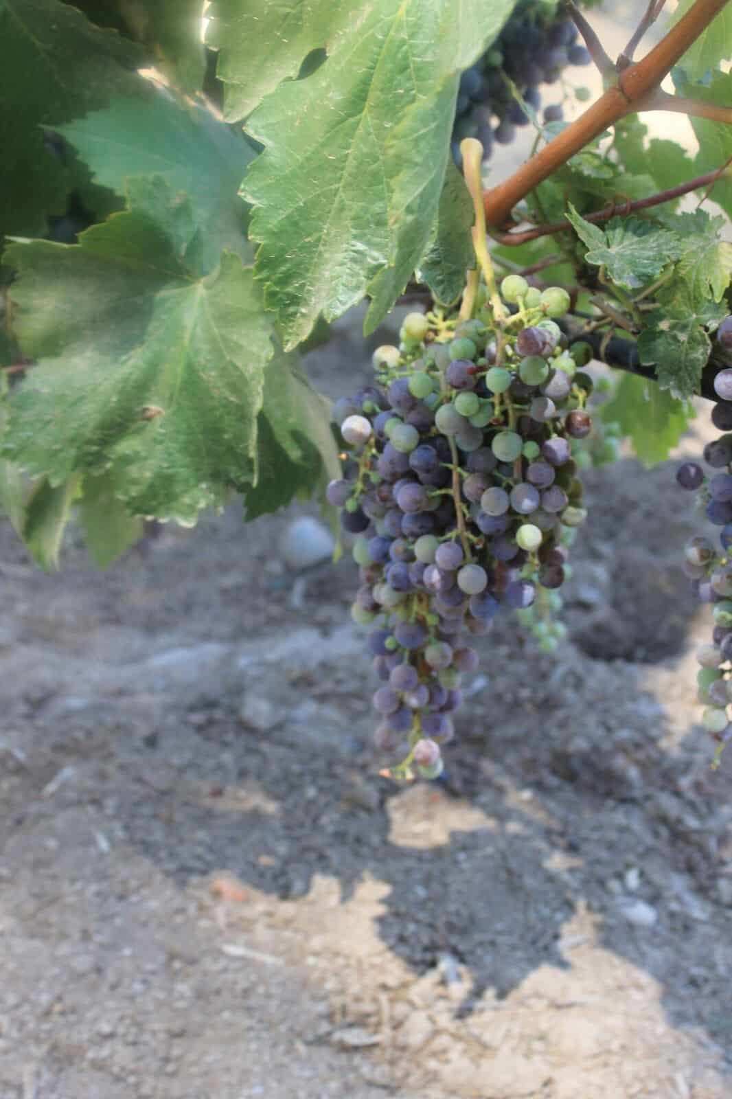 Mejores viñas para visitar en Santiago de Chile