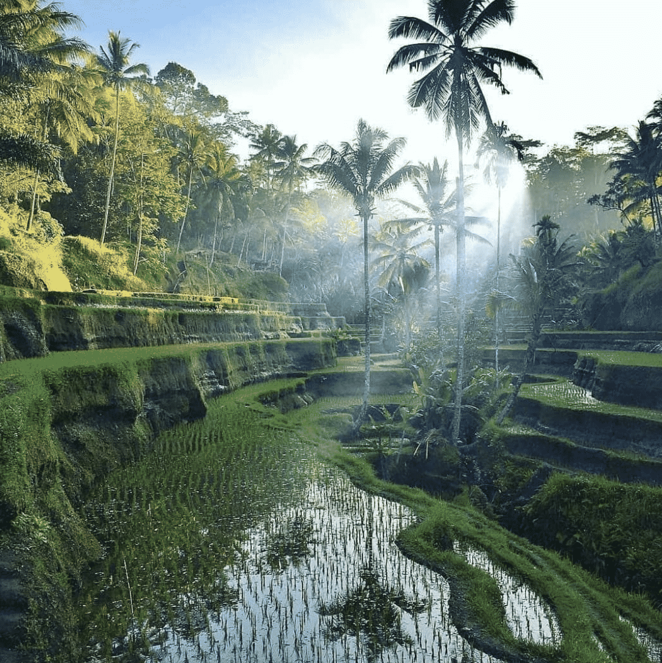 Arrozales cerca de Ubud