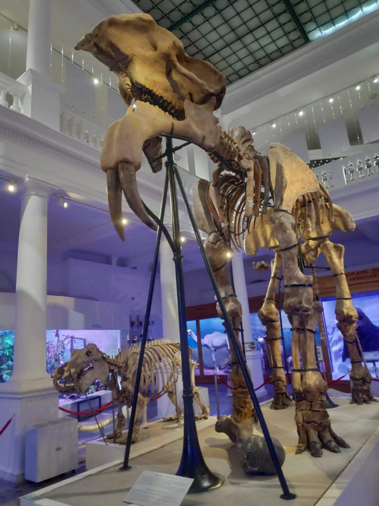 elefante Museo de Historia Natural