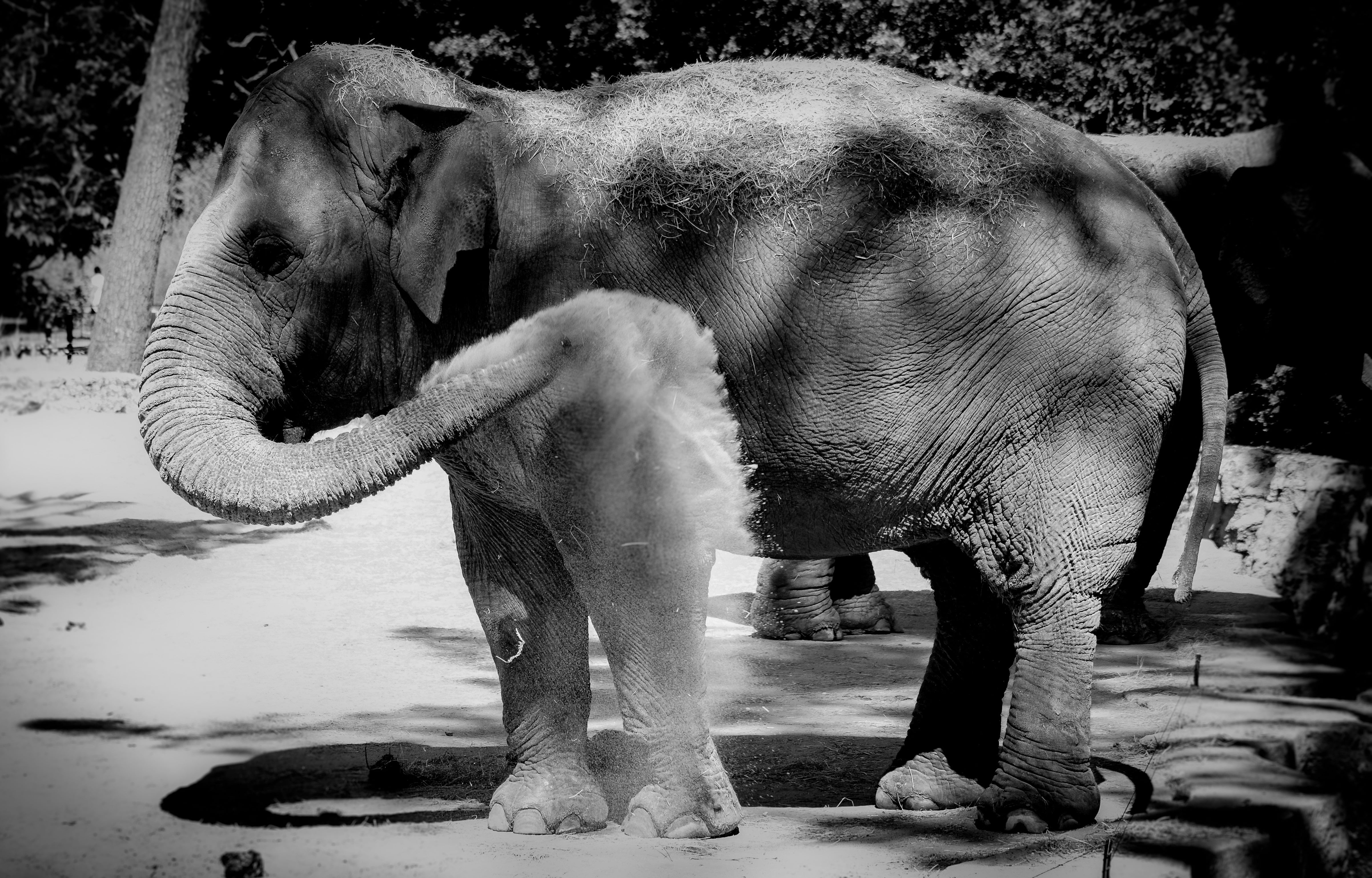 ver elefantes en Chiang Mai