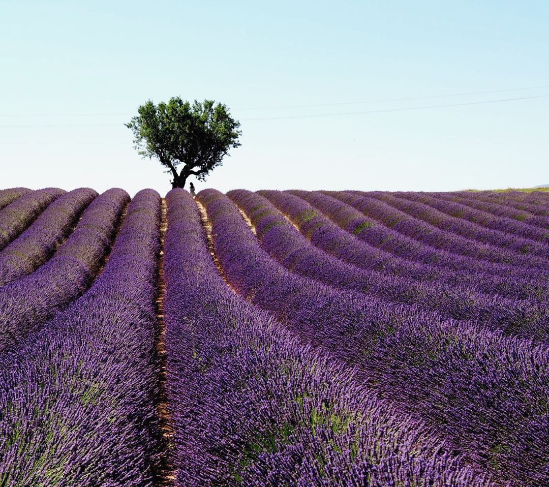 Ruta de la Lavanda y Gorges du Verdon en 1 día