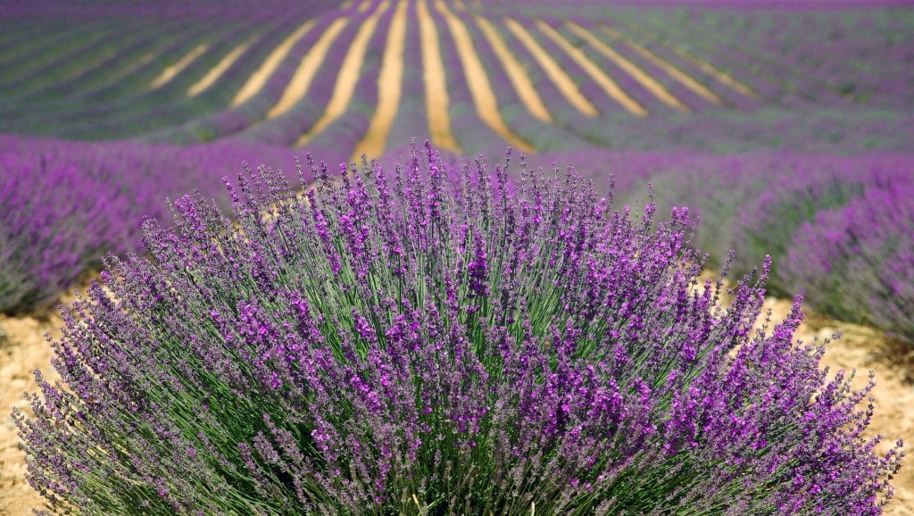 Lavanda en Moratalla