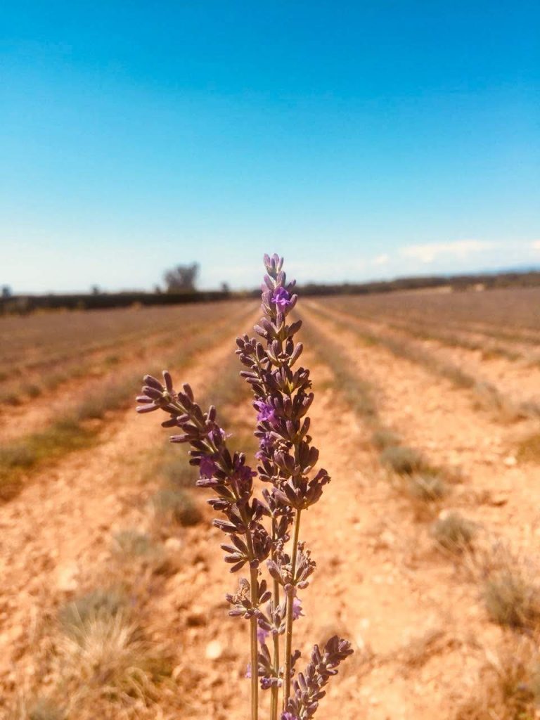 ruta- de-la-lavanda