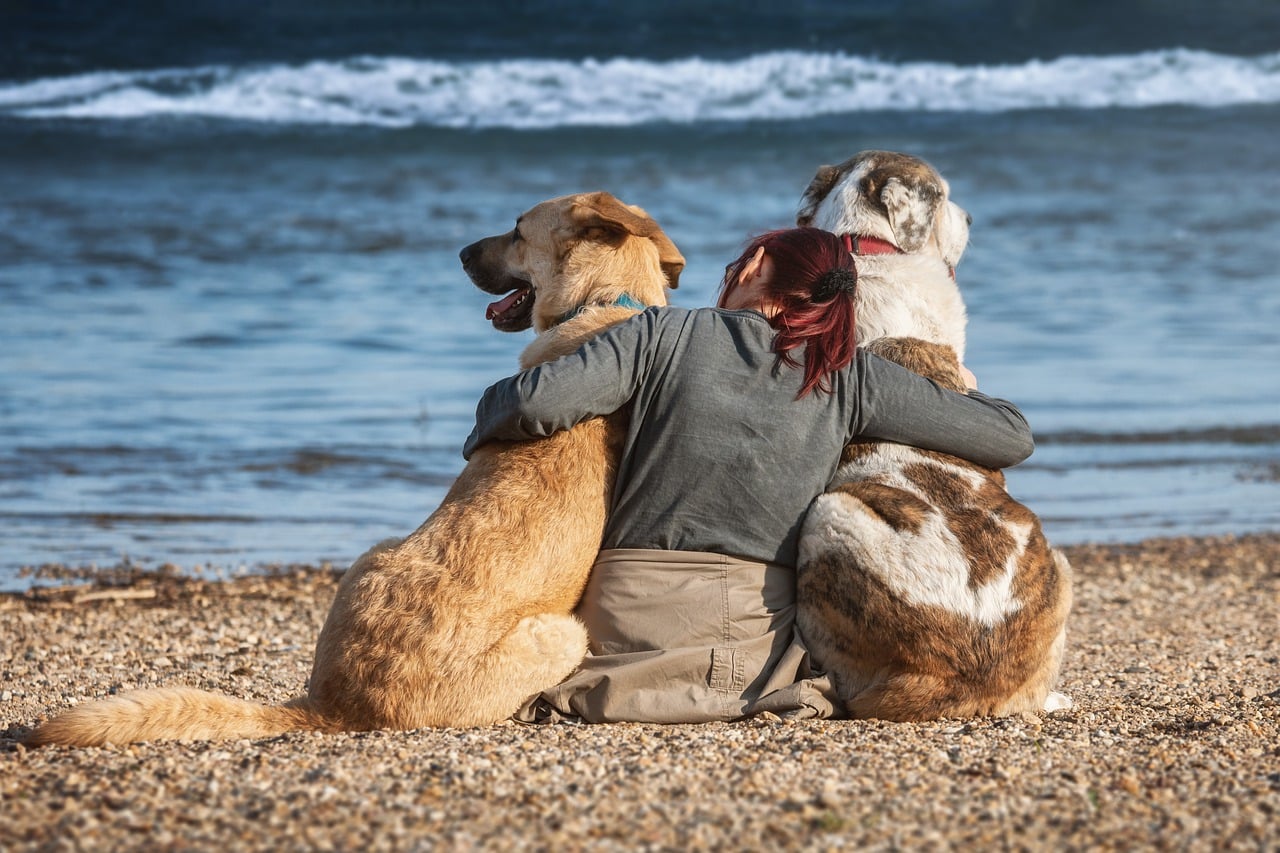 Playas para perros