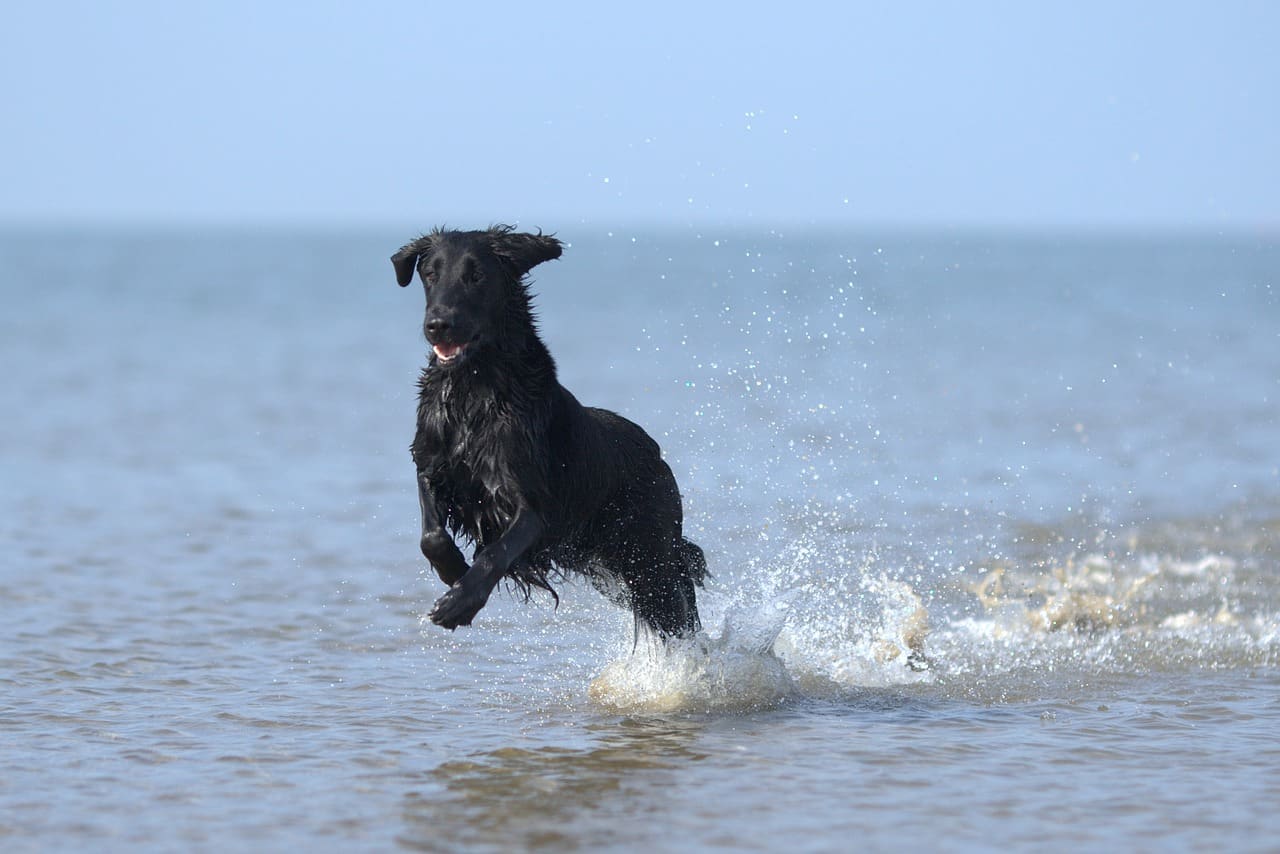 Playas para perros en la Región de Murcia