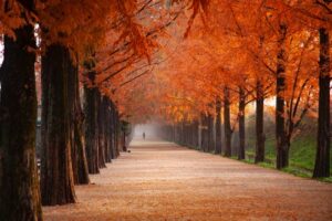 Boboli Florencia otoño