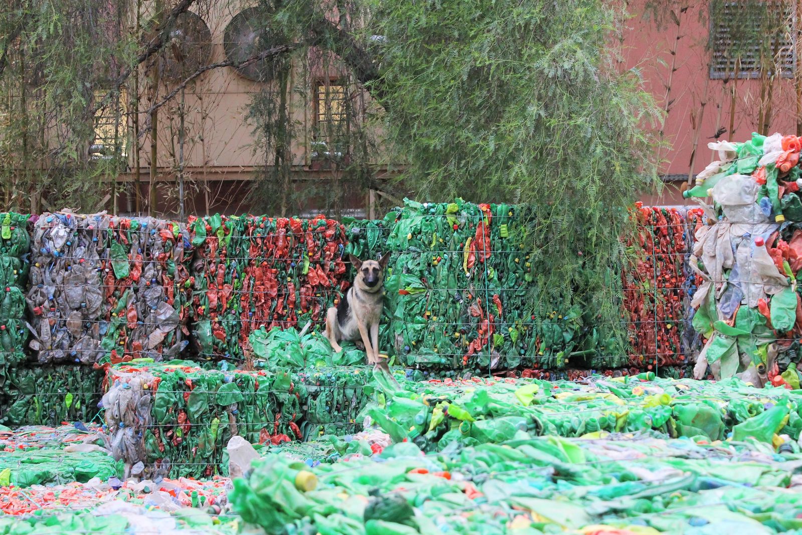 perro en medio de una obra de arte callejero en forma de cubos grandes de botellas de plástico