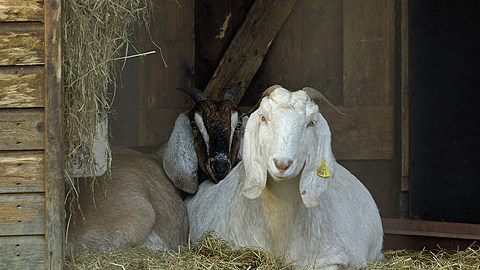 Animales en Amsterdam