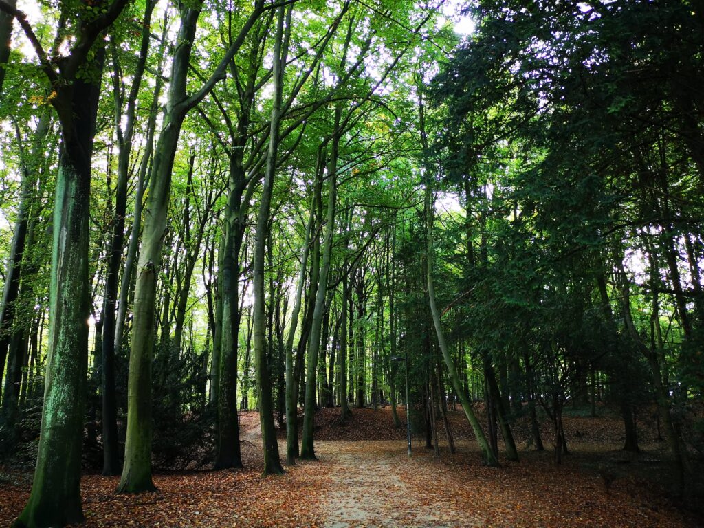 interior del parque de bruselas, caminando para viajar sostenible