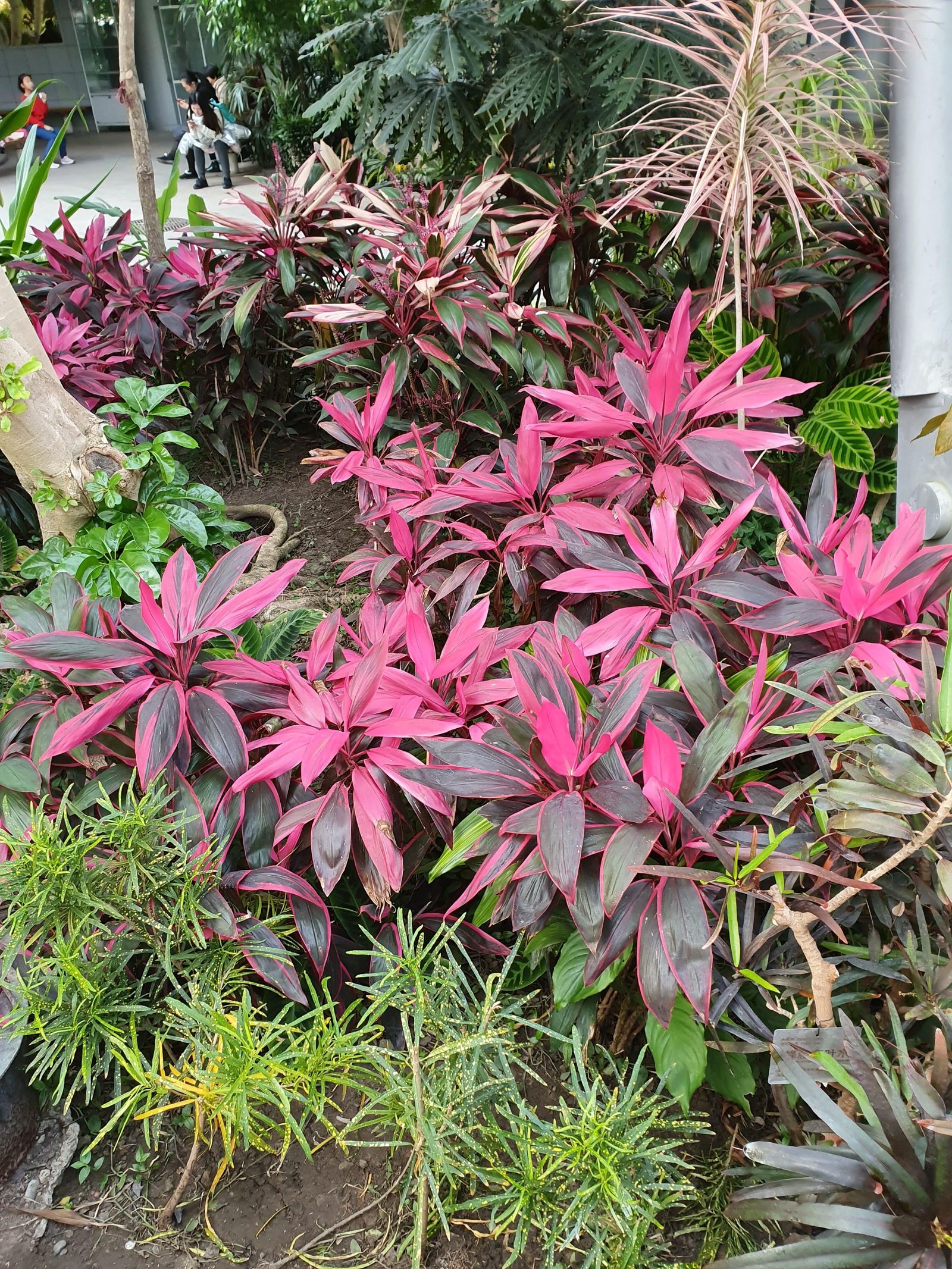 Coloridas Plantas en el Green House Coloridas plantas en el Green House