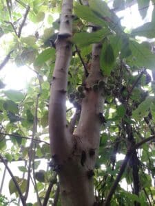 Qué ver en Poznań, los mejores lugares que no te puedes perder