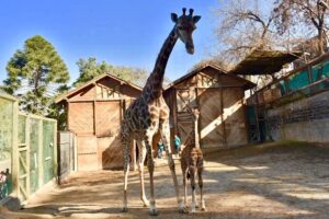 Jirafas zoológico nacional de Chile - Barrio Bellavista