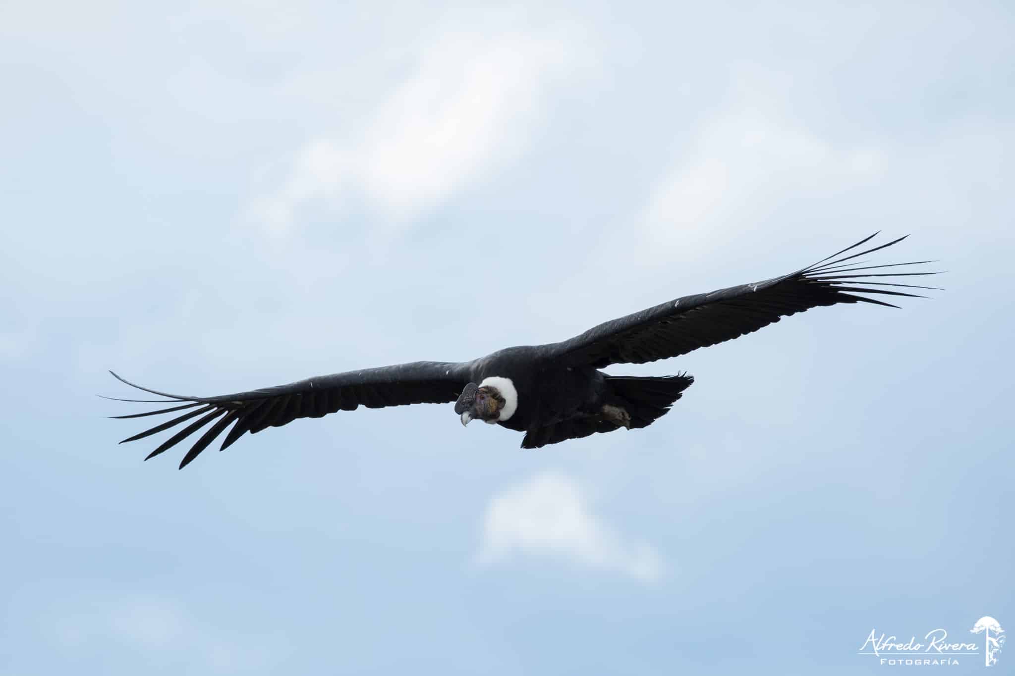 condor-puerto-natales