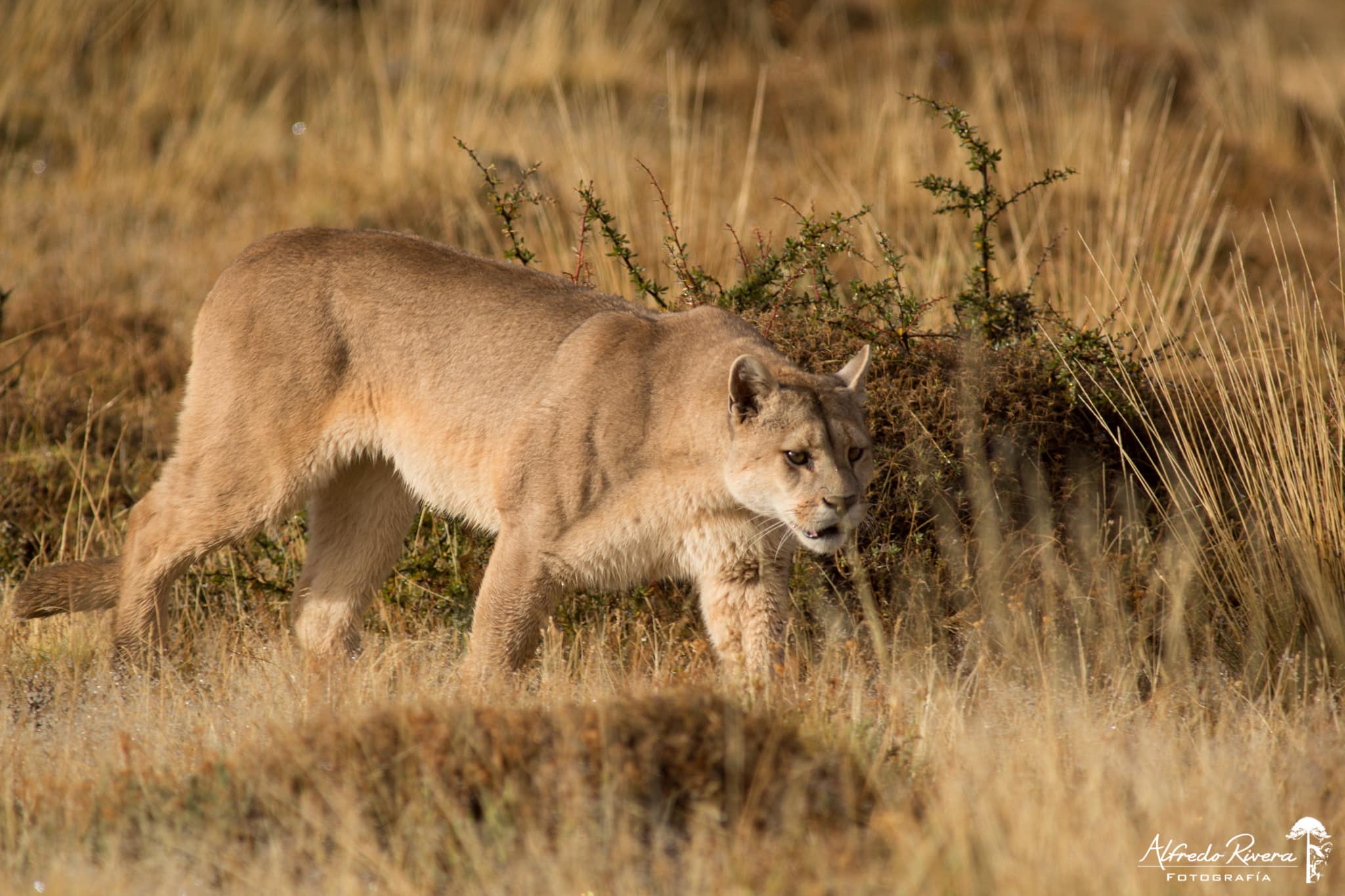 puma-puerto-natales